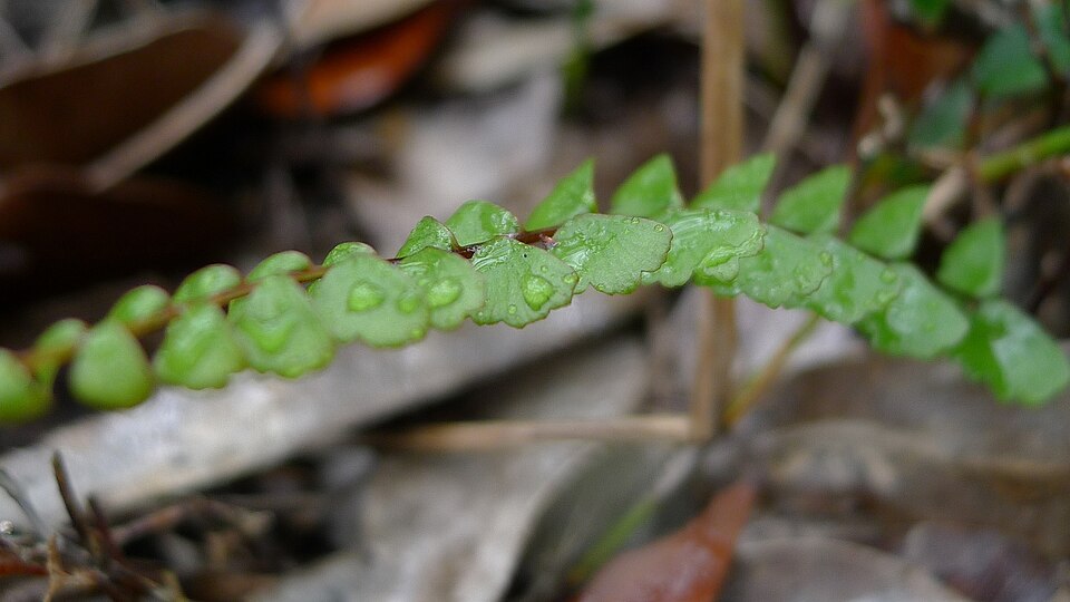 Lindsaea linearis (Screw Fern) (alternate view 9)