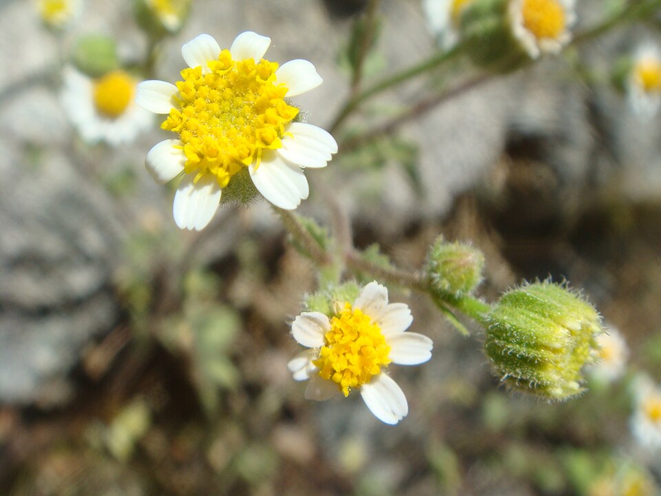 Perityle emoryi (Emory's rockdaisy) (alternate view 8)