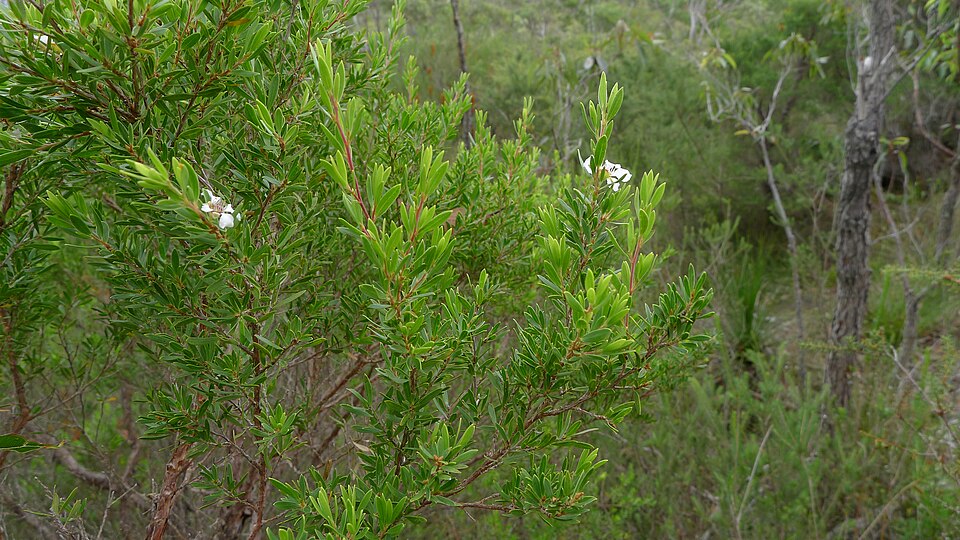 Gaudium trinervium (Paperbark Tea Tree) (alternate view 7)