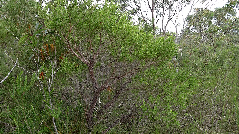 Gaudium trinervium (Paperbark Tea Tree) (alternate view 8)