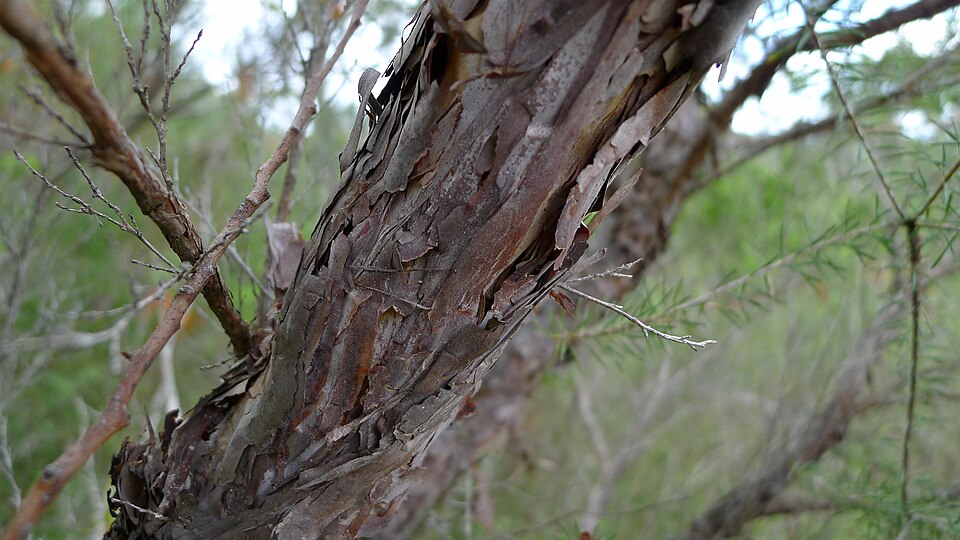 Gaudium trinervium (Paperbark Tea Tree) (alternate view 9)
