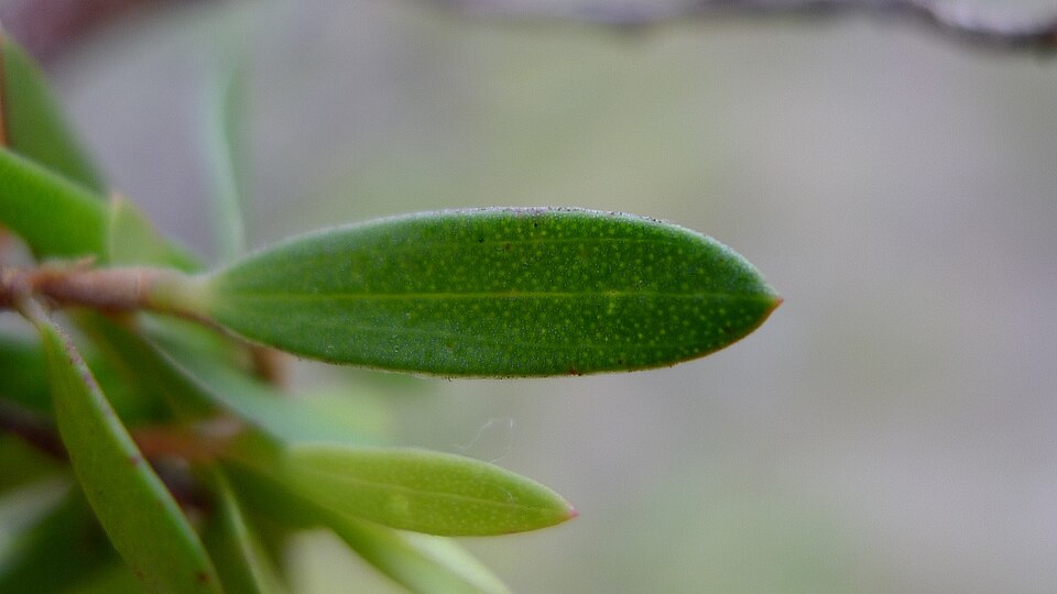 Gaudium trinervium (Paperbark Tea Tree) (alternate view 10)
