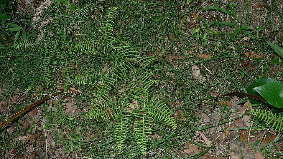 Gleichenia dicarpa (Pouched Coral Fern) (alternate view 8)