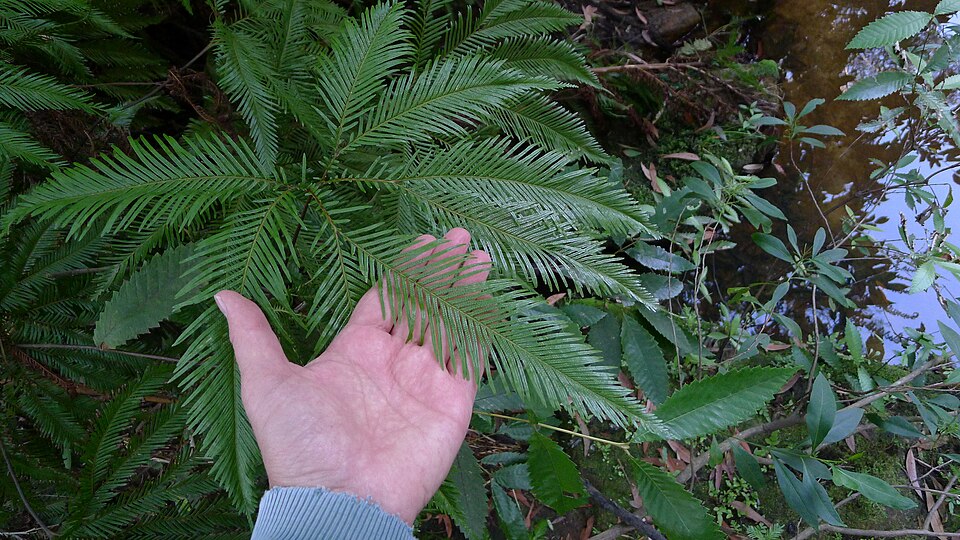 Sticherus flabellatus (Shiny fan fern) (alternate view 5)
