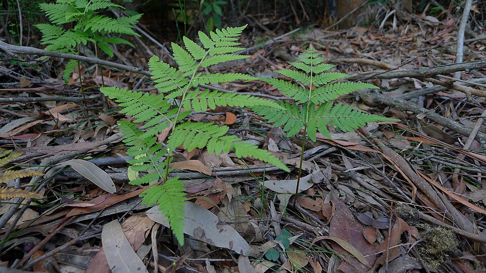 Calochlaena dubia (Common Ground Fern) (alternate view 8)