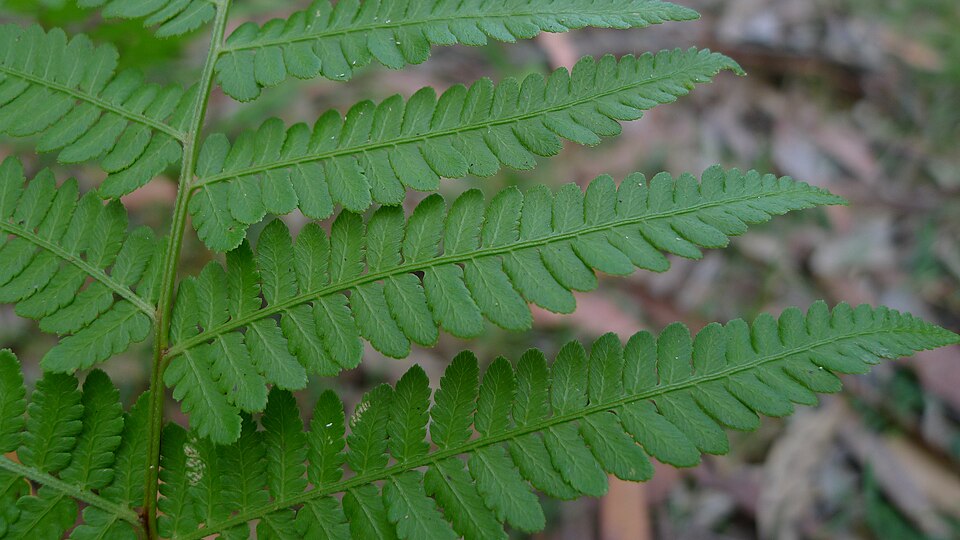 Calochlaena dubia (Common Ground Fern) (alternate view 9)