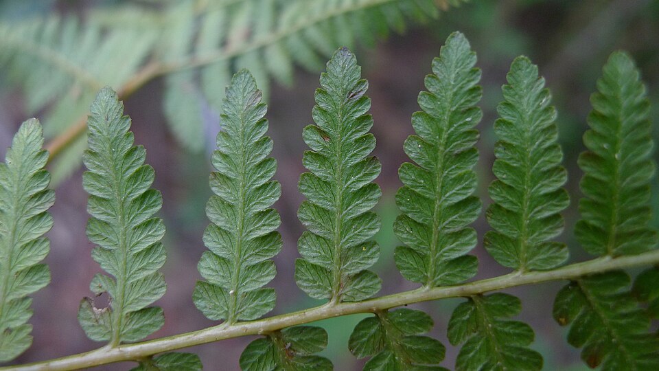 Calochlaena dubia (Common Ground Fern) (alternate view 10)