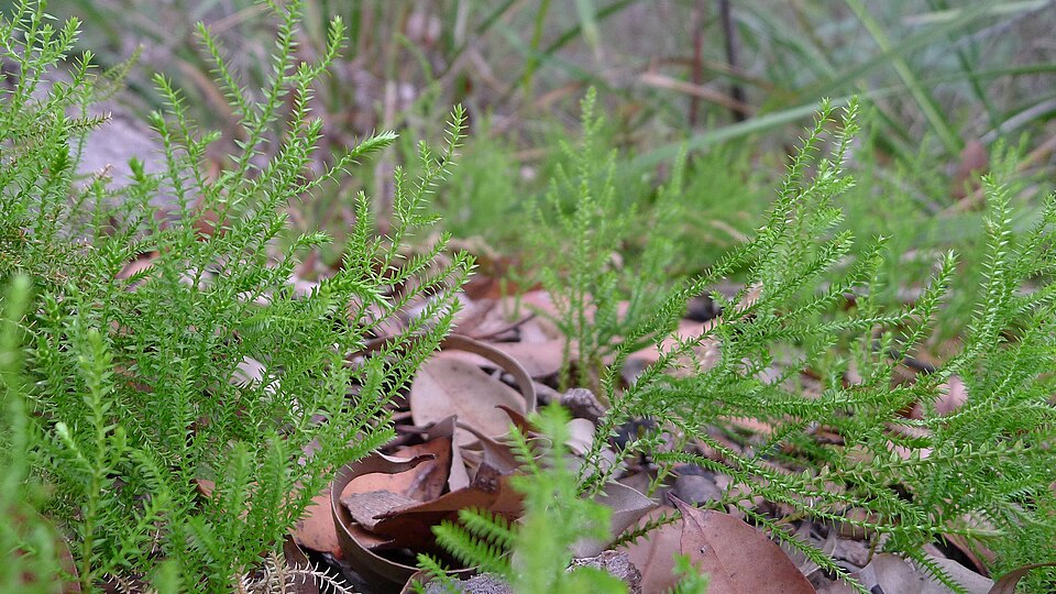 Selaginella uliginosa (Swamp Spikemoss) (alternate view 2)