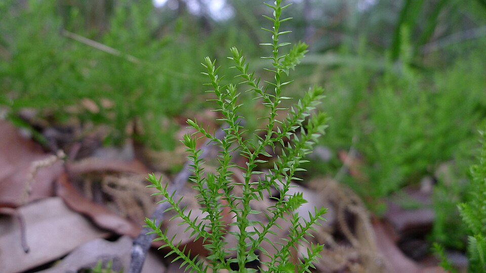 Selaginella uliginosa (Swamp Spikemoss) (alternate view 3)