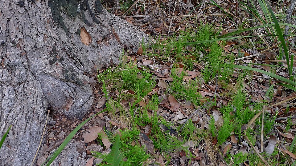 Selaginella uliginosa (Swamp Spikemoss) (alternate view 4)