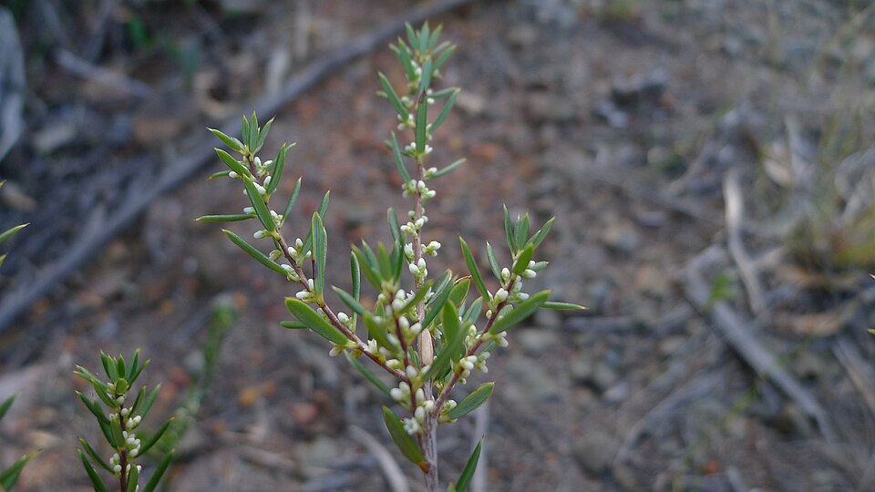 Monotoca scoparia (Prickly Broom-heath) (alternate view 7)