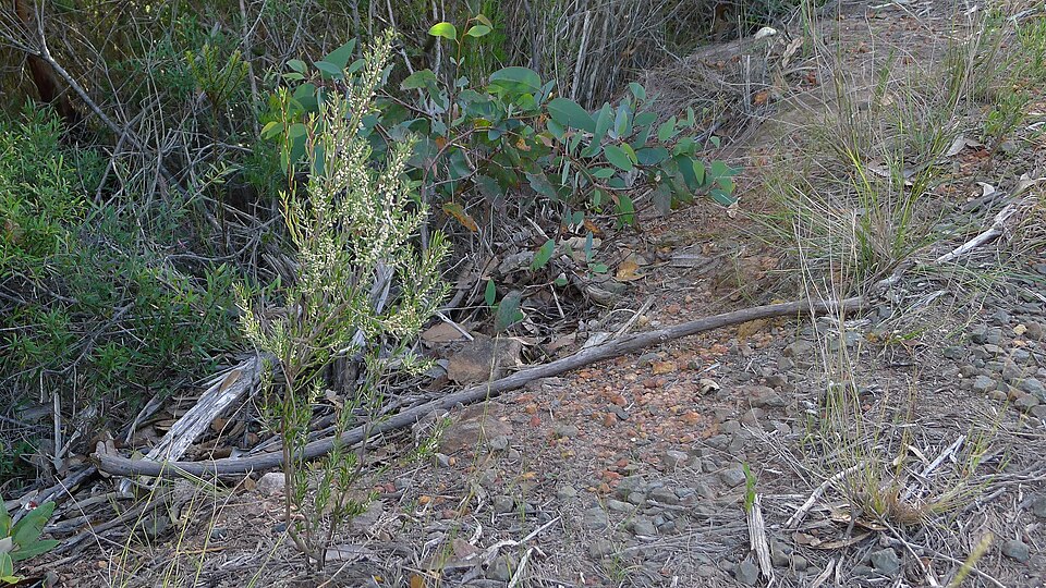 Monotoca scoparia (Prickly Broom-heath) (alternate view 8)