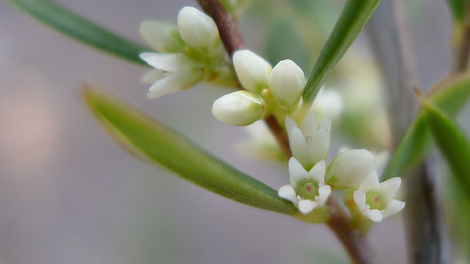 Monotoca scoparia (Prickly Broom-heath) (alternate view 9)