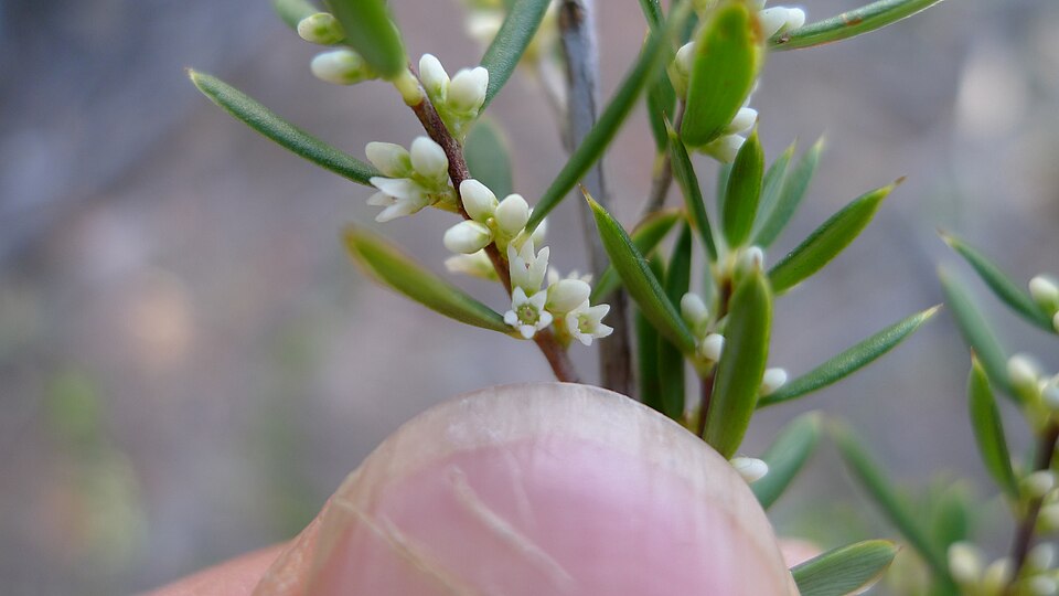 Monotoca scoparia (Prickly Broom-heath) (alternate view 10)