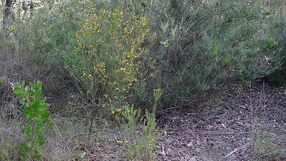 Bossiaea heterophylla (Variable Bossiaea) (alternate view 9)
