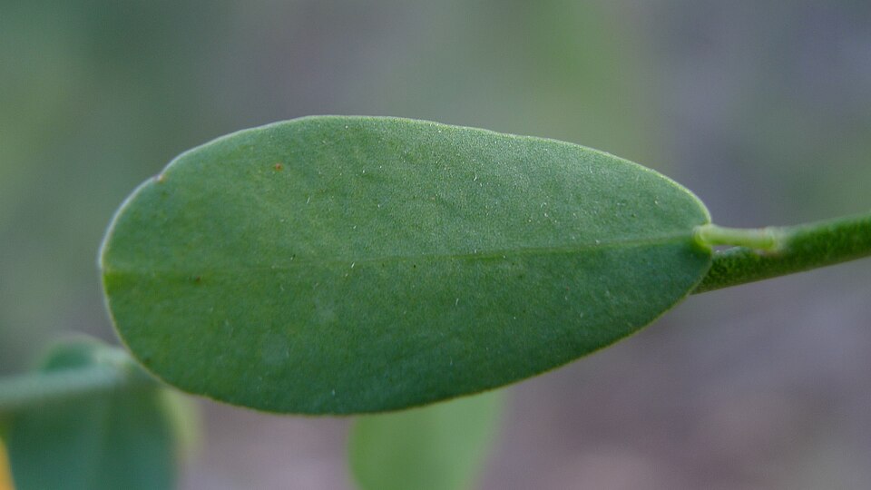 Bossiaea heterophylla (Variable Bossiaea) (alternate view 10)