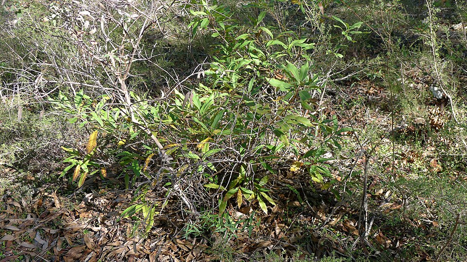Lomatia ilicifolia (Holly Lomatia) (alternate view 7)