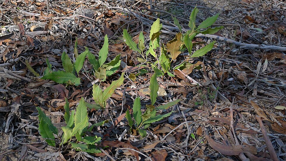 Lomatia ilicifolia (Holly Lomatia) (alternate view 8)