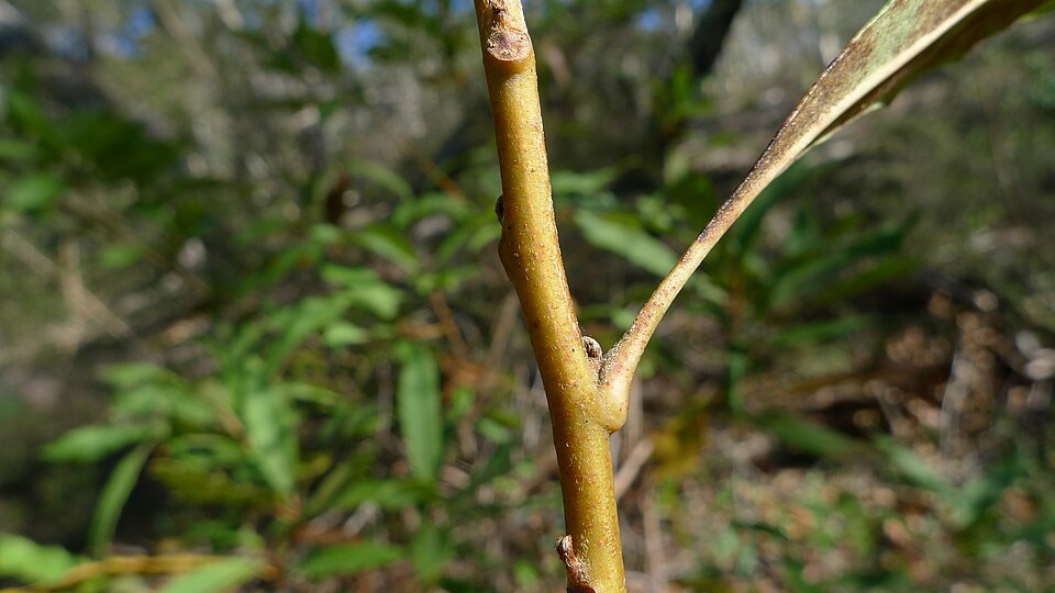 Lomatia ilicifolia (Holly Lomatia) (alternate view 9)