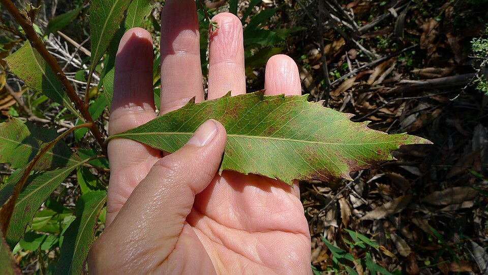 Lomatia ilicifolia (Holly Lomatia) (alternate view 10)