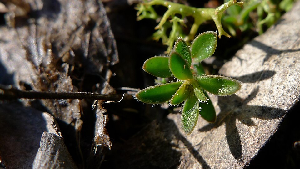 Mitrasacme polymorpha (Mitre Weed) (alternate view 5)