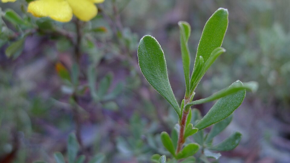 Hibbertia obtusifolia (grey guinea flower) (alternate view 9)