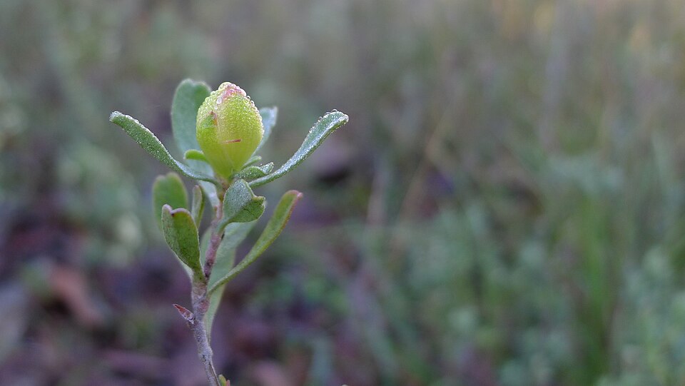 Hibbertia obtusifolia (grey guinea flower) (alternate view 10)