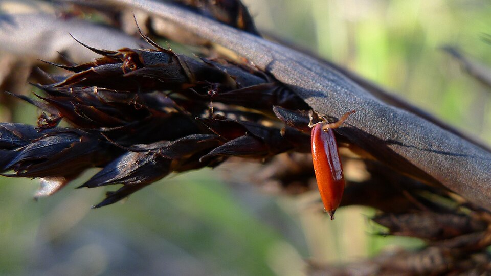 Gahnia sieberiana (Red-fruit Saw-sedge) (alternate view 6)
