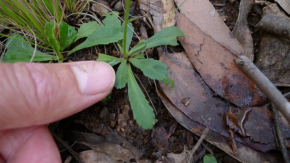 Brachyscome spathulata (Spoon Daisy) (alternate view 6)