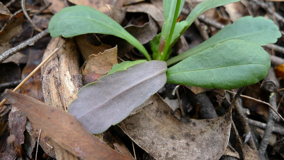 Brachyscome spathulata (Spoon Daisy) (alternate view 7)