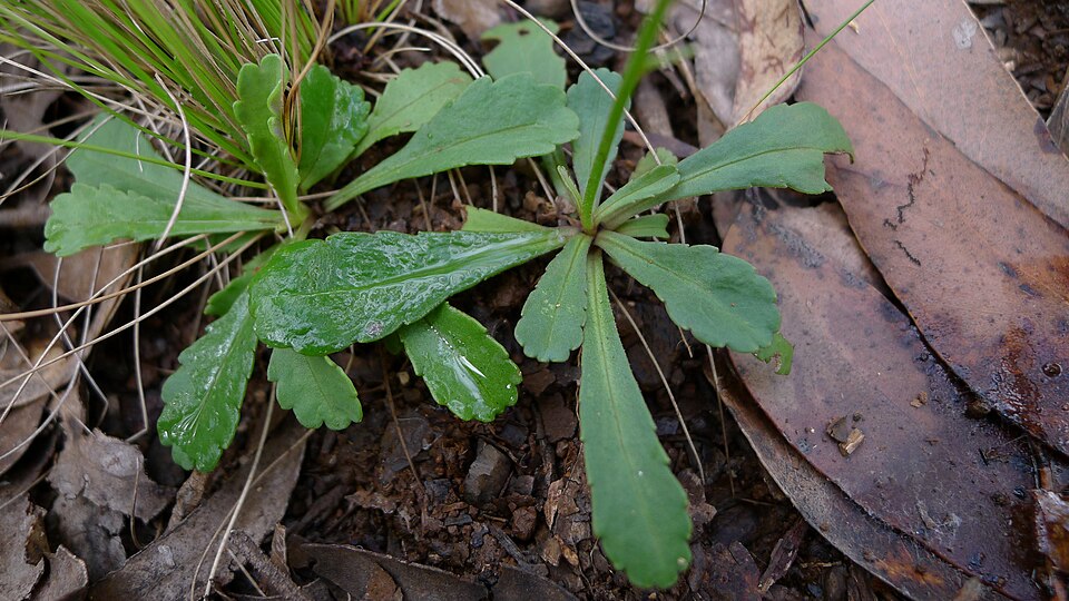 Brachyscome spathulata (Spoon Daisy) (alternate view 8)