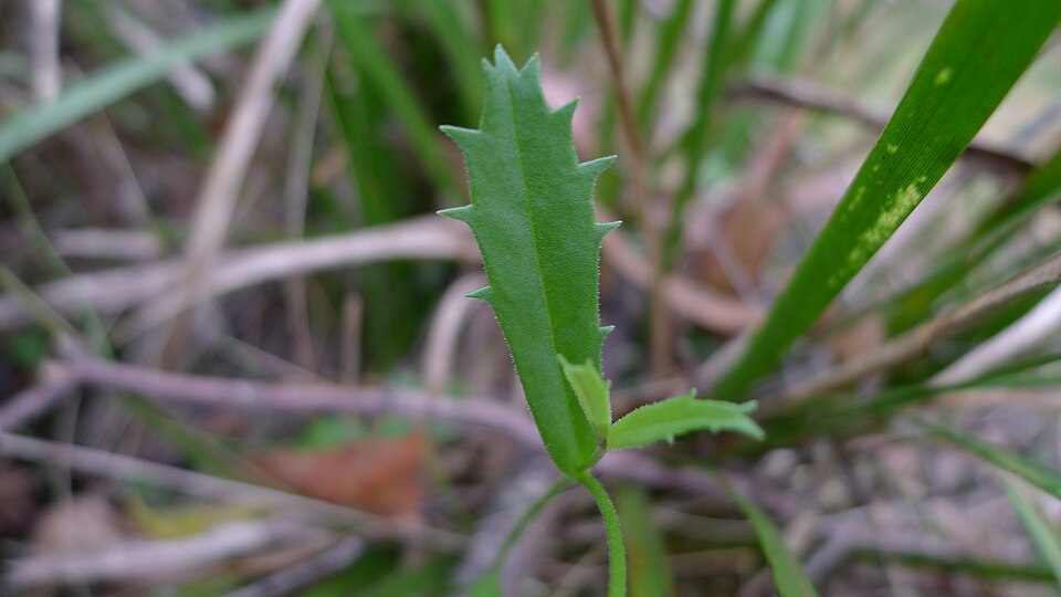 Brachyscome spathulata (Spoon Daisy) (alternate view 9)