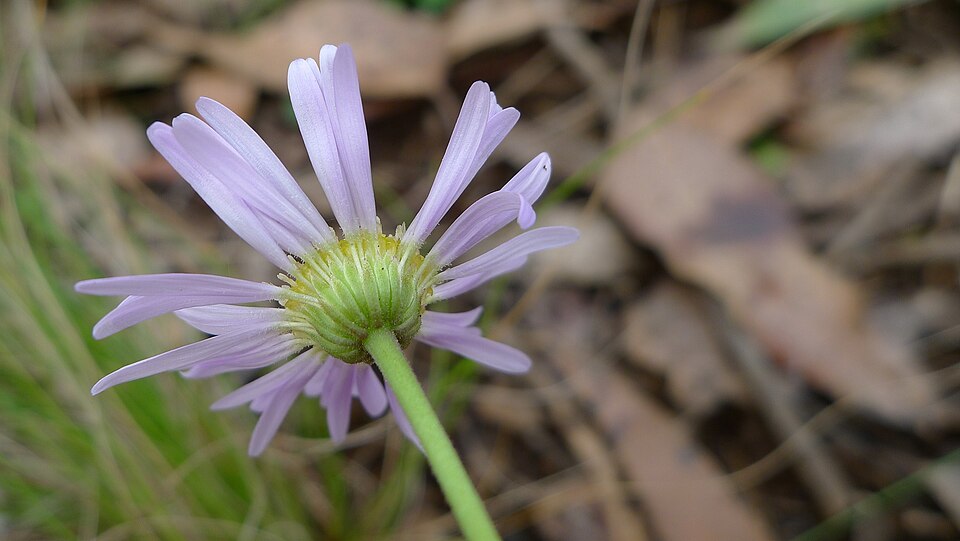 Brachyscome spathulata (Spoon Daisy) (alternate view 10)