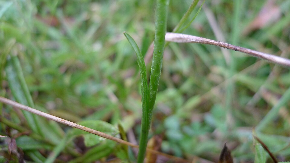Spiranthes australis (austral ladies'-tresses) (alternate view 4)