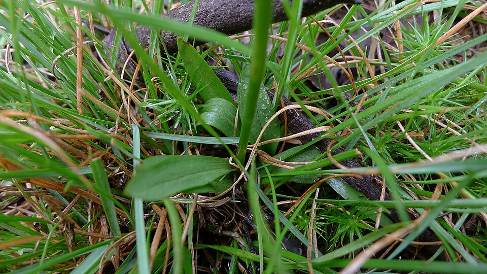 Spiranthes australis (austral ladies'-tresses) (alternate view 5)