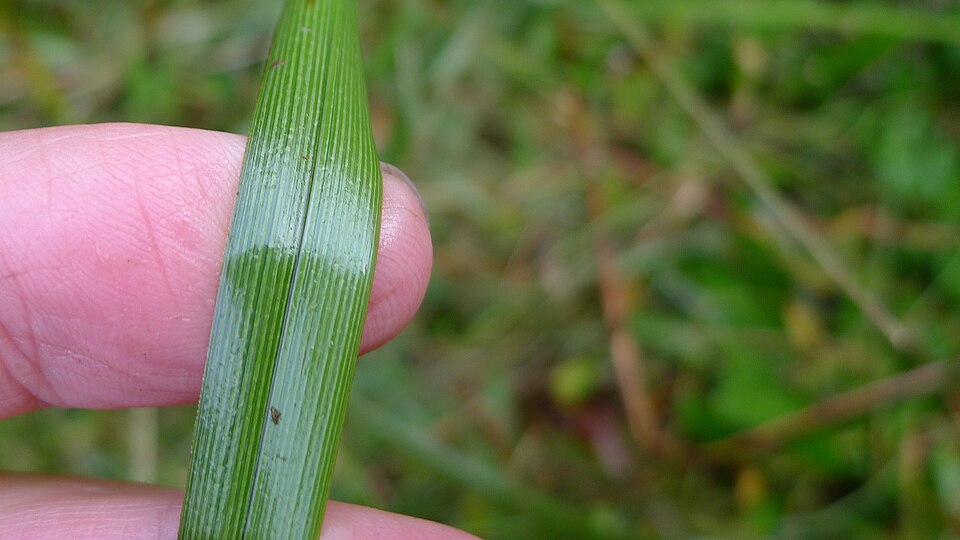 Carex appressa (Southern Cutty Sedge) (alternate view 10)
