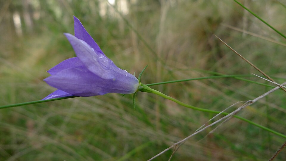 Wahlenbergia stricta (Australian bluebell) (alternate view 9)