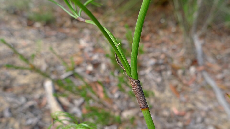 Caustis flexuosa (Curly Wig) (alternate view 2)