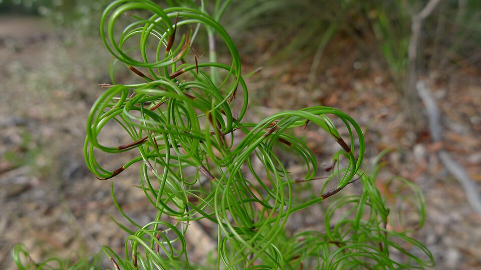 Caustis flexuosa (Curly Wig) (alternate view 3)