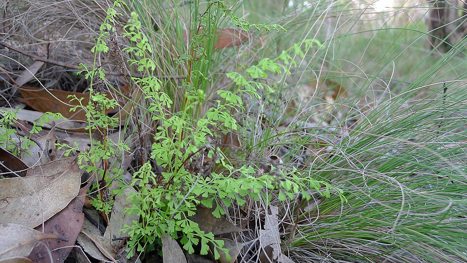Lindsaea microphylla (lacy wedge fern)