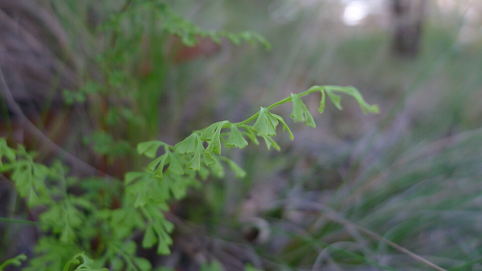 Lindsaea microphylla (lacy wedge fern) (alternate view 2)