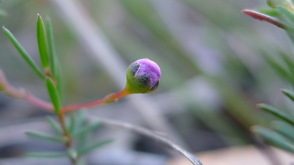 Euryomyrtus ramosissima (Rosy Heath-myrtle) (alternate view 2)