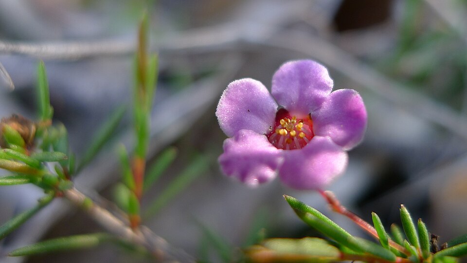 Euryomyrtus ramosissima (Rosy Heath-myrtle) (alternate view 3)