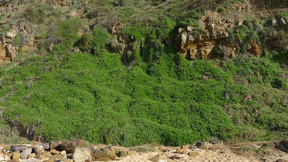 Scaevola calendulacea (dune fan-flower) (alternate view 6)