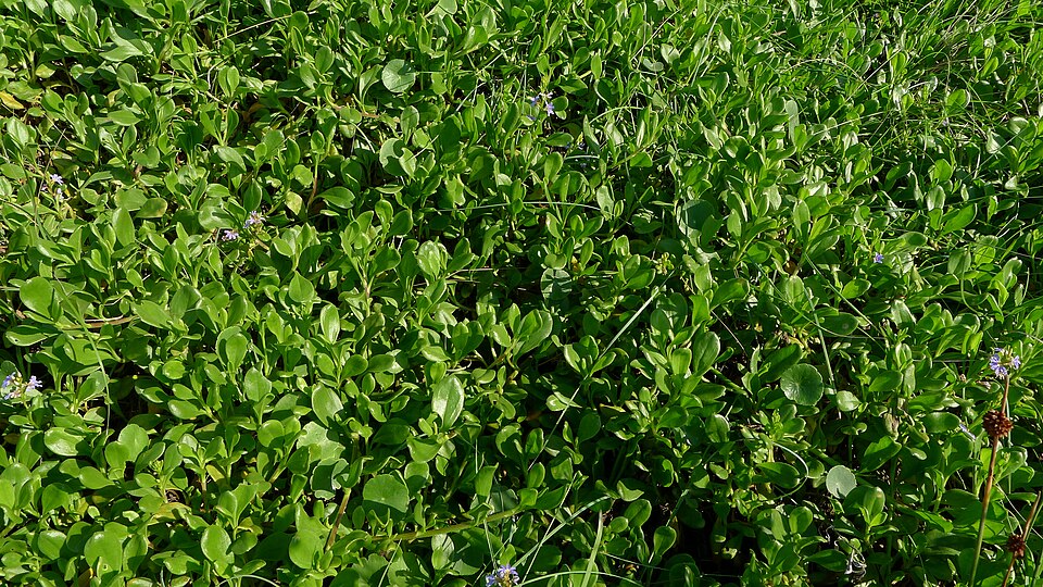 Scaevola calendulacea (dune fan-flower) (alternate view 7)