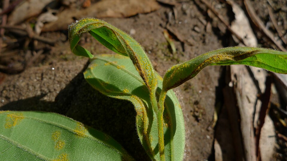 Rhodamnia rubescens (scrub turpentine) (alternate view 7)