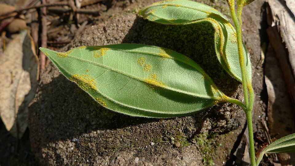 Rhodamnia rubescens (scrub turpentine) (alternate view 8)