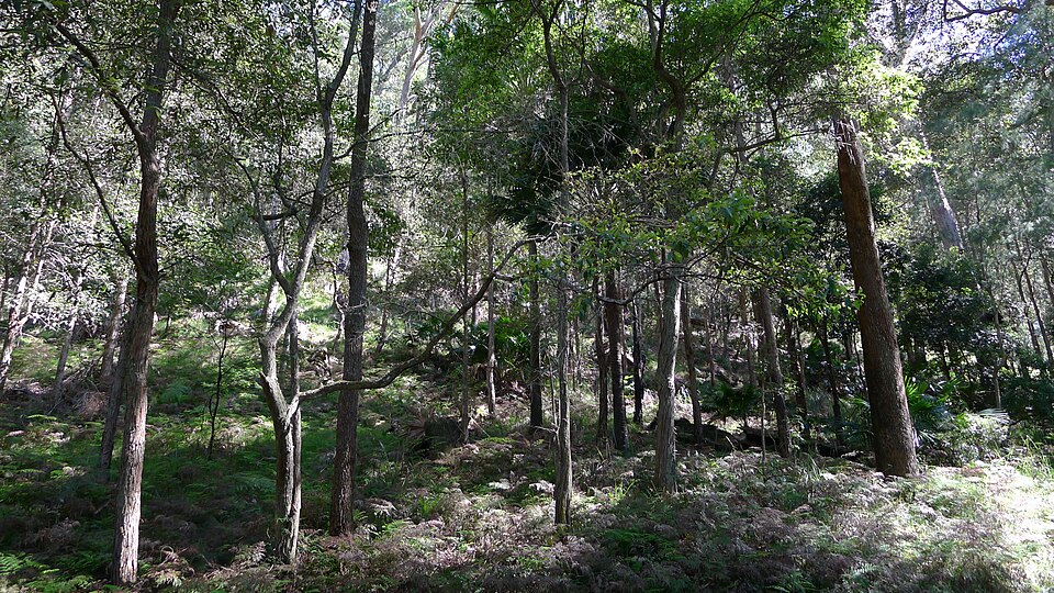 Rhodamnia rubescens (scrub turpentine) (alternate view 9)