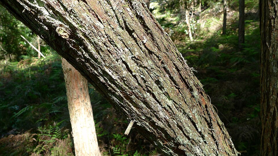 Rhodamnia rubescens (scrub turpentine) (alternate view 10)