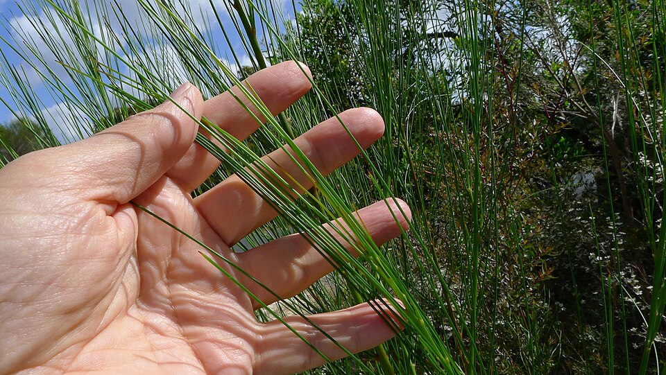 Viminaria juncea (native broom) (alternate view 2)